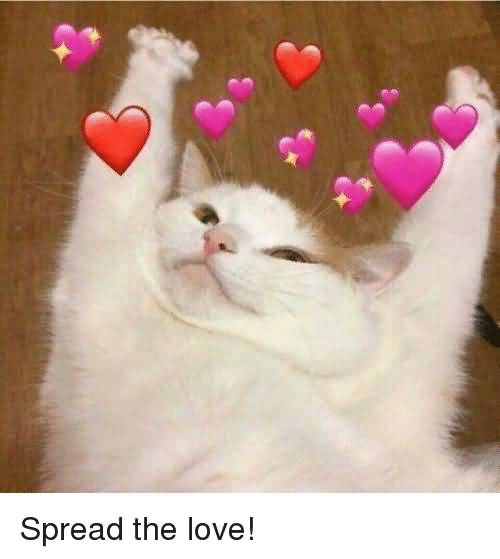 Spread The Love Cat Love Meme Spread The Love Cat Love Meme