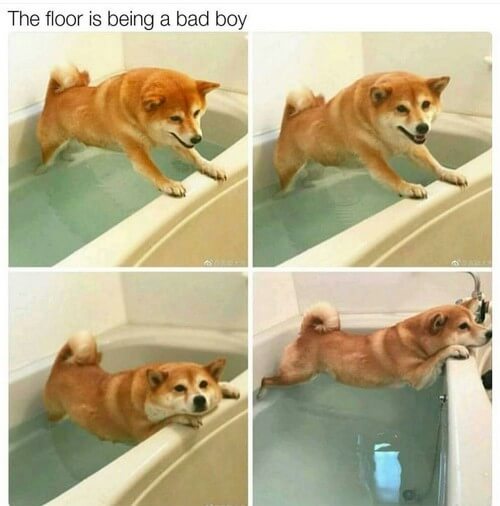 The Floor Is Being A Dog Meme