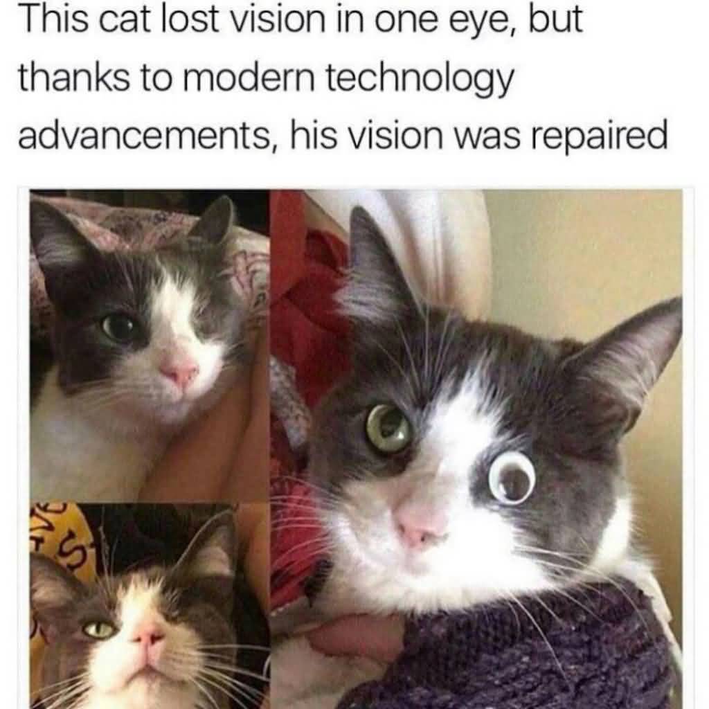 This Cat Lost Vision Cat Meme