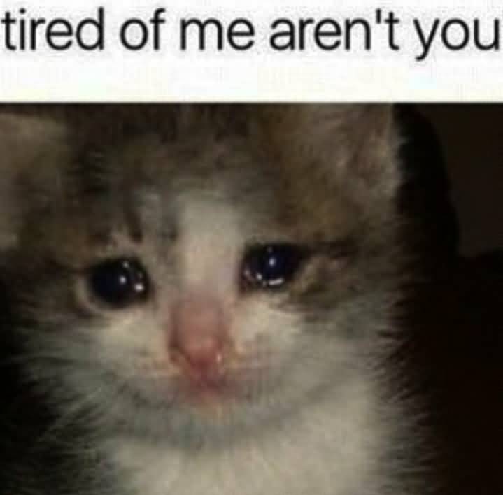Tired Of Me Arent Cat Meme Tired Of Me Arent Cat Meme