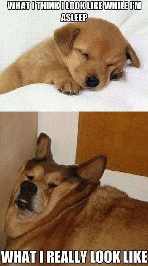 What I Think I Look Dog Meme What I Think I Look Dog Meme