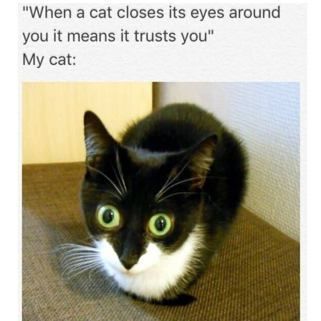 When A Cat Closes Cat Meme