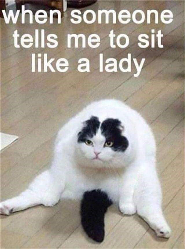 When Someone Tells Me Cat Meme When Someone Tells Me Cat Meme