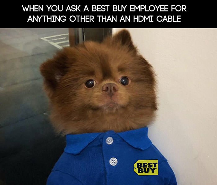 When You Ask A Best Dog Meme When You Ask A Best Dog Meme