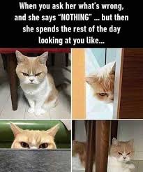 When You Ask Her Cat Meme When You Ask Her Cat Meme