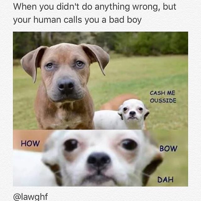 When You Didnt Do Anything Dog Meme
