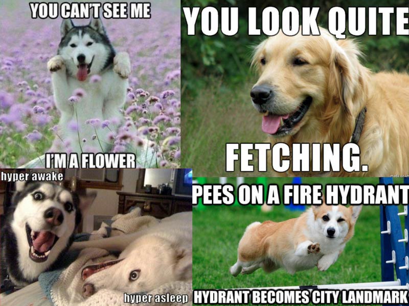 You Cant See Me Dog Meme You Cant See Me Dog Meme