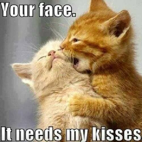 Your Face It Needs Love Meme Your Face It Needs Love Meme