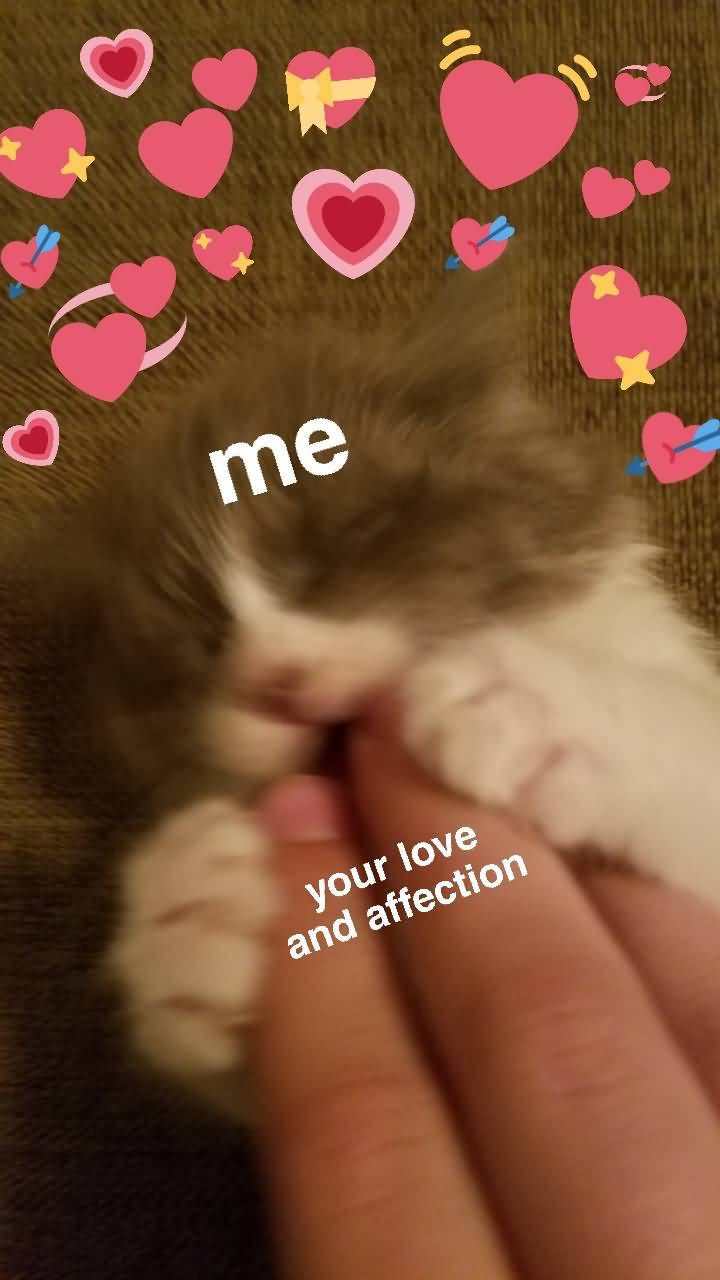 Your Love And Affection Love Meme