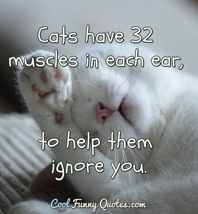Cats Have 32 Muscles Funny Quotes