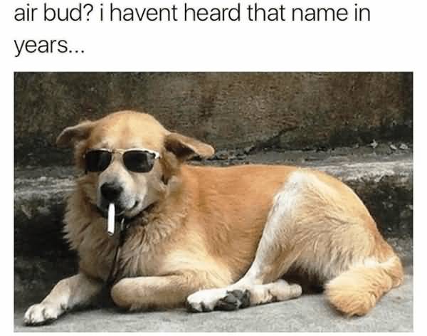 Air Bud I Havent Heard That Funny Dog Memes