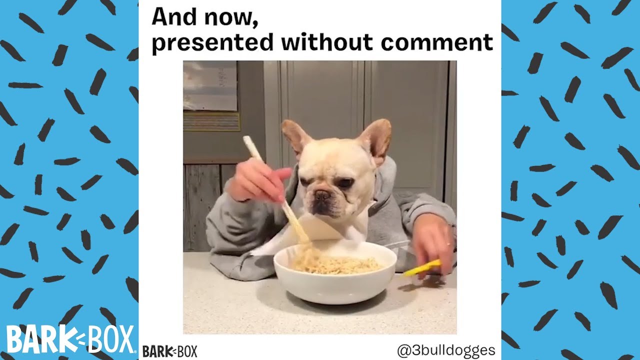 And Now Preseted Without Comment Funny Dog Memes And Now Preseted Without Comment Funny Dog Memes