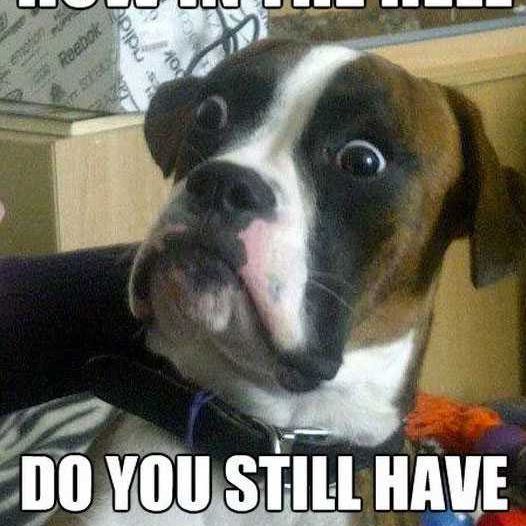 Do You Still Have Funny Dog Memes Do You Still Have Funny Dog Memes