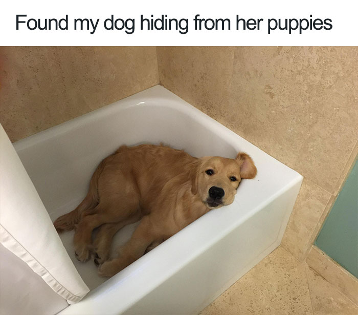 Found My Dog Hiding From Her Funny Dog Memes