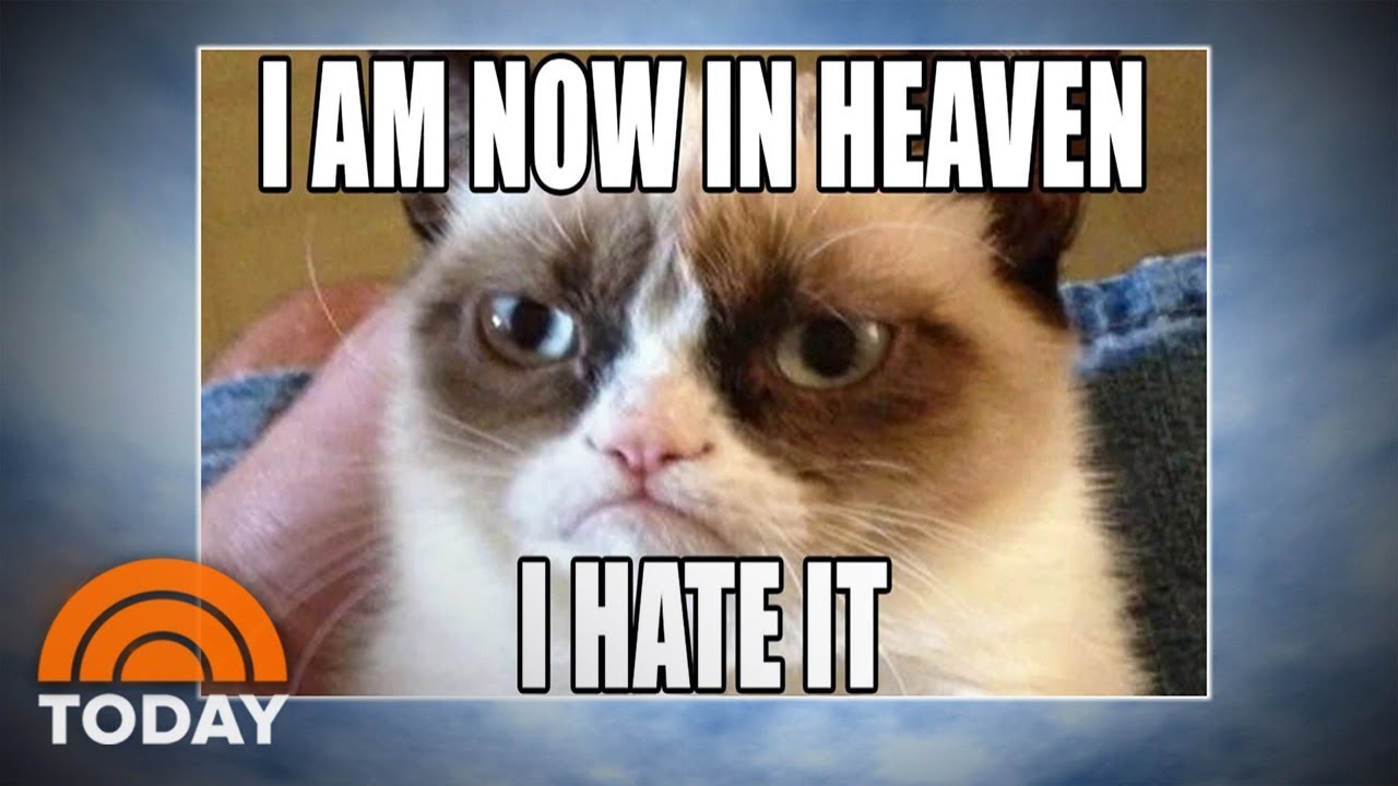 I Am Now In Heaven Grumpy Cat Meme