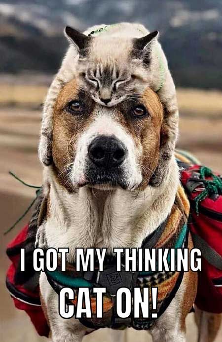 I Got My Thinking Cat On Funny Dog Memes