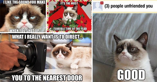 I Like The Sound You Make Grumpy Cat Meme