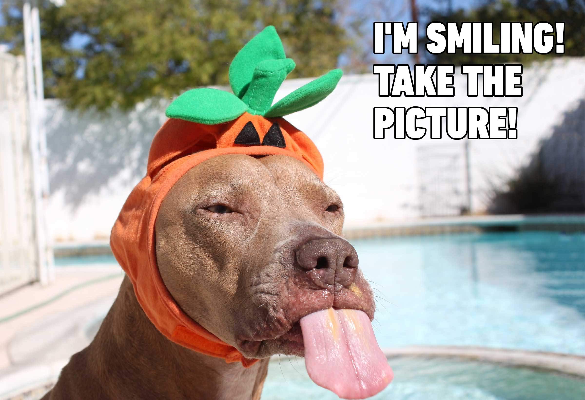 Im Smiling Take The Picture Funny Dog Memes