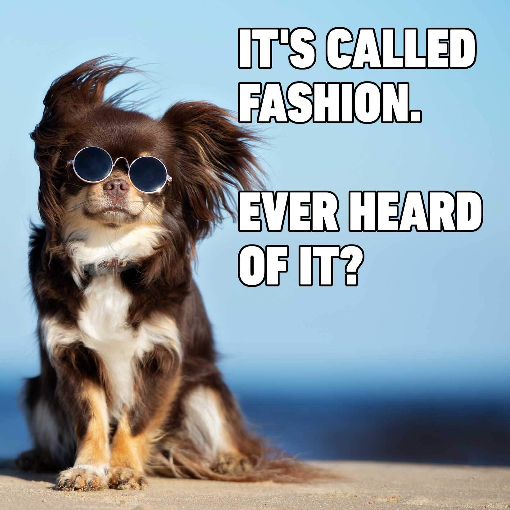 Its Called Fashion Ever Funny Dog Memes