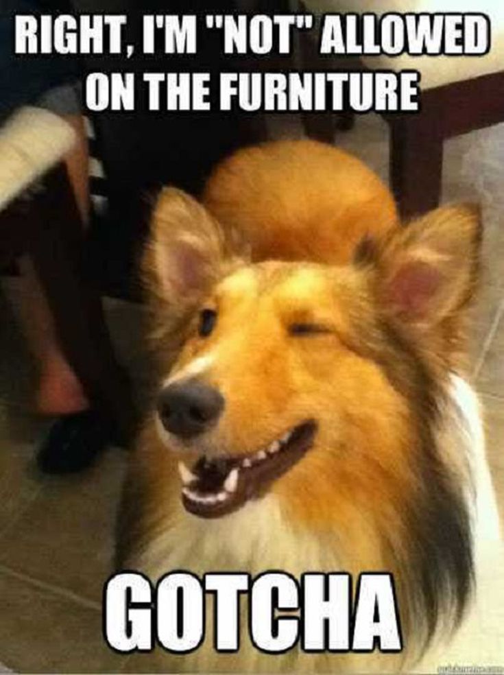 Right Im Not Allowed On The Funny Dog Memes Right Im Not Allowed On The Funny Dog Memes