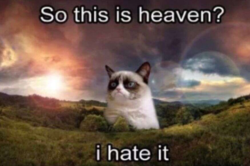 So This Is Heaven Grumpy Cat Meme