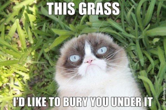 This Grass Id Like To Bury Grumpy Cat Meme