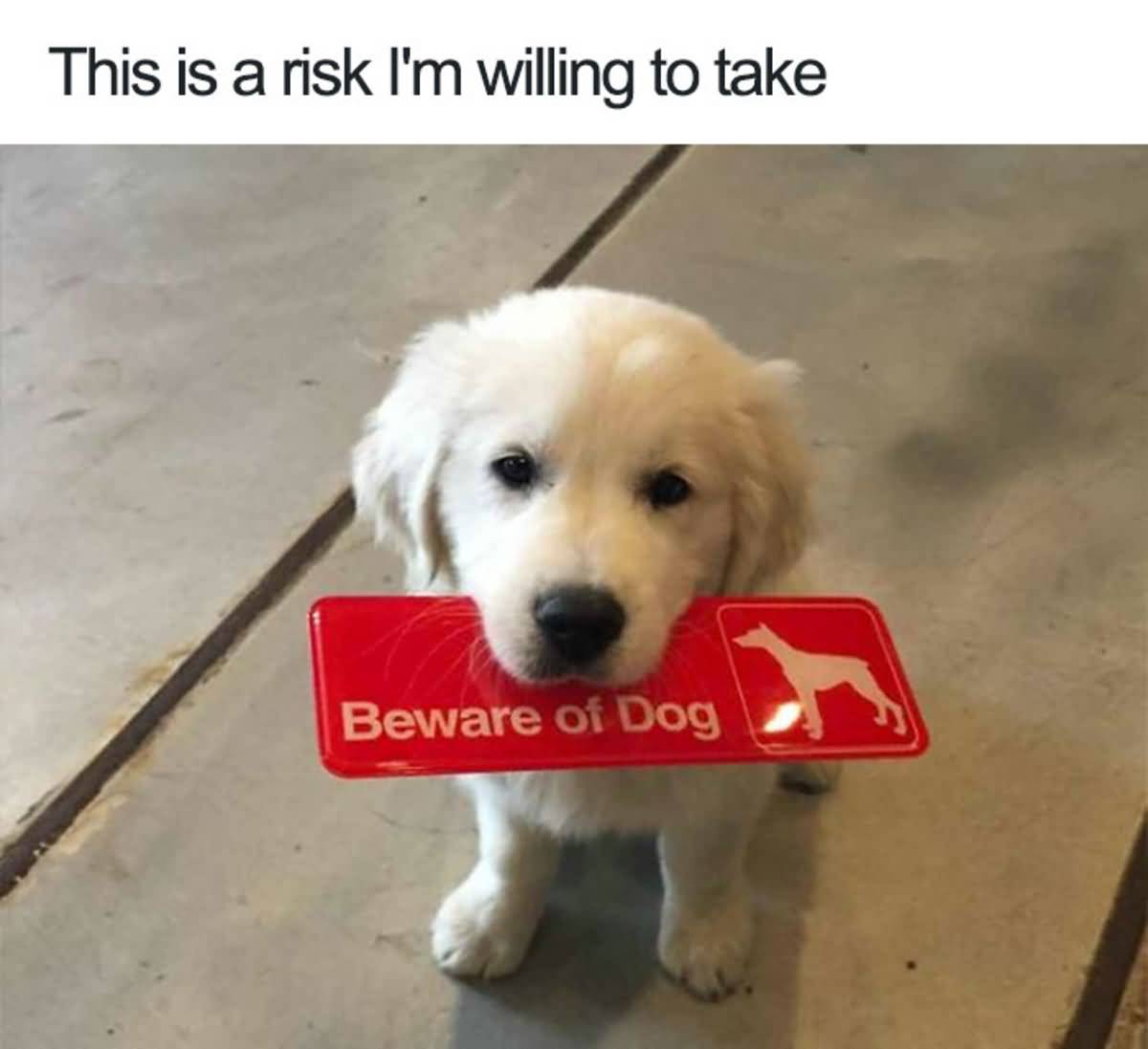 This Is A Risk Im Willing Funny Dog Memes This Is A Risk Im Willing Funny Dog Memes