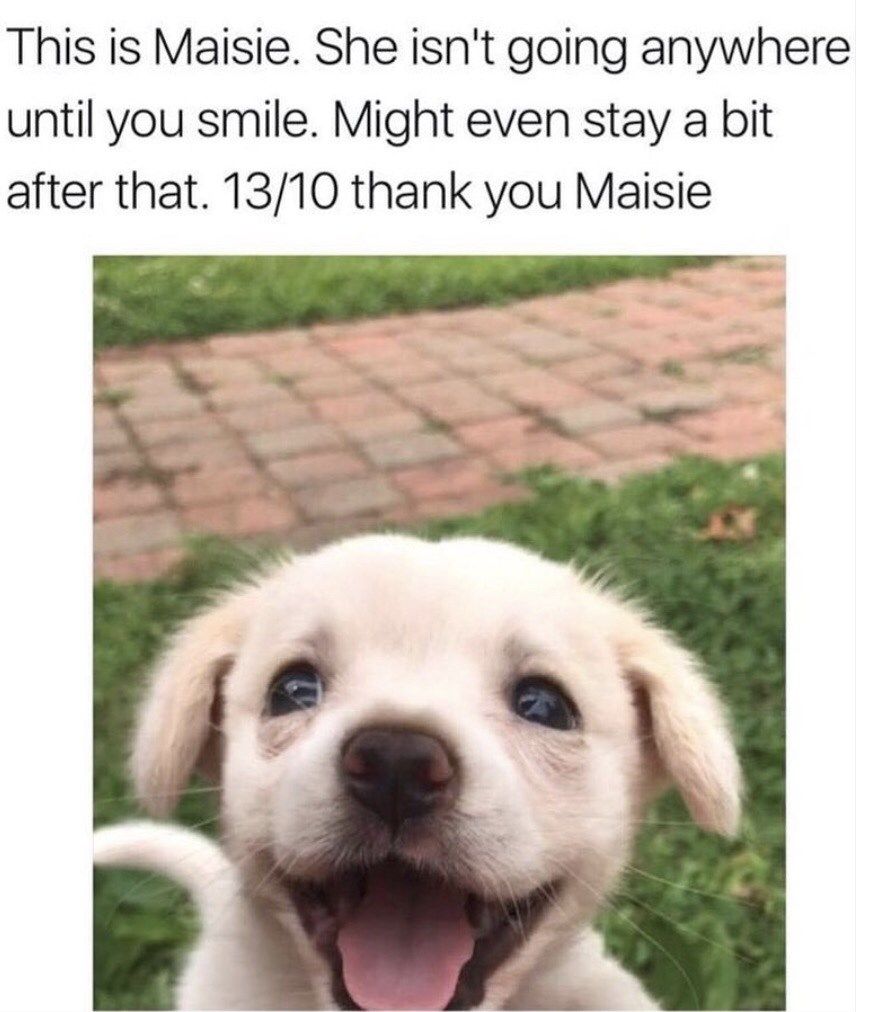 This Is Maisie She Isnt Going Funny Dog Memes This Is Maisie She Isnt Going Funny Dog Memes