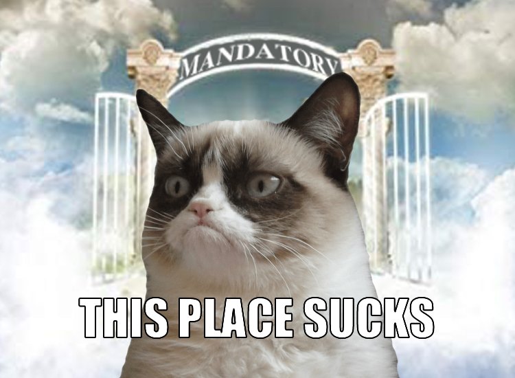 This Place Sucks Grumpy Cat Meme