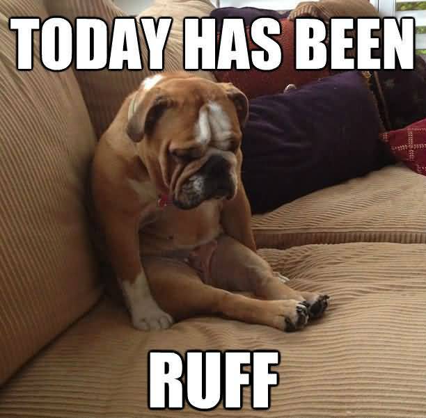 Today Has Been Ruff Funny Dog Memes