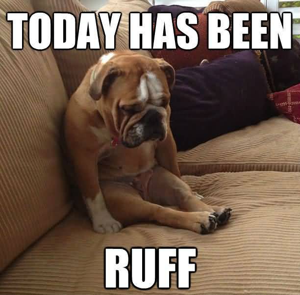 Today Has Been Ruff Funny Dog Memes Today Has Been Ruff Funny Dog Memes