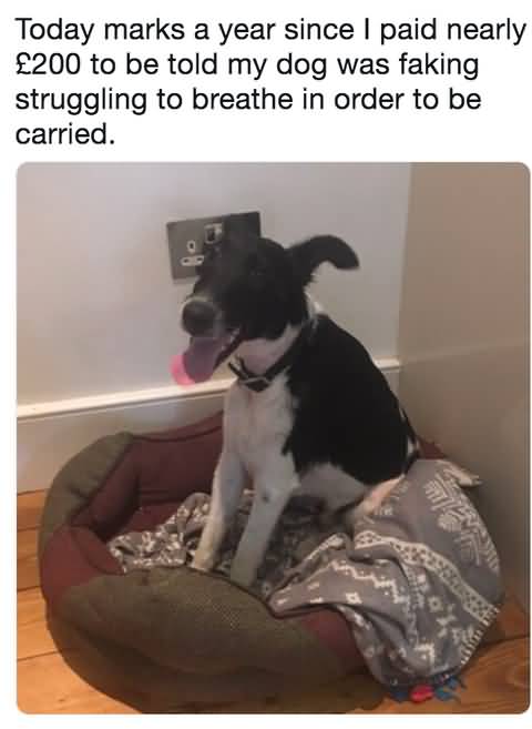Today Marks A Year Funny Dog Memes Today Marks A Year Funny Dog Memes