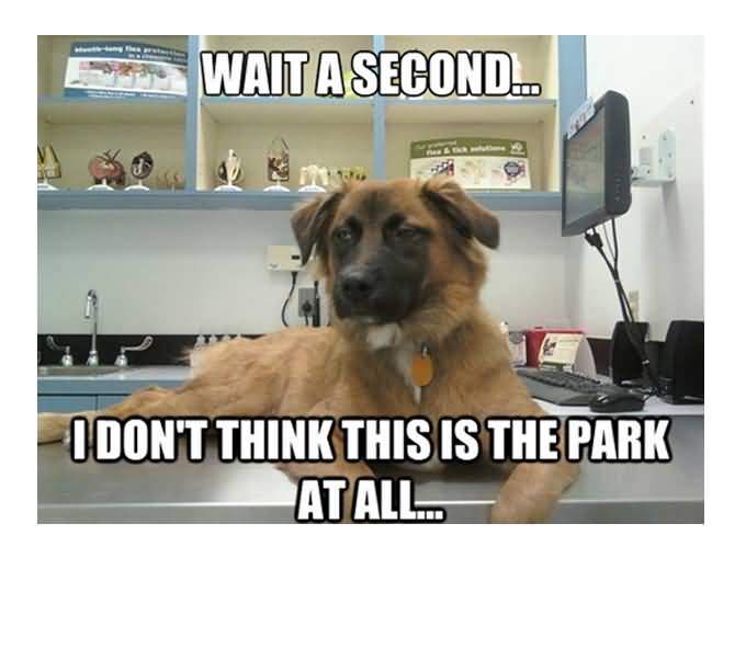 Wait A Second I Dont Funny Dog Memes Wait A Second I Dont Funny Dog Memes