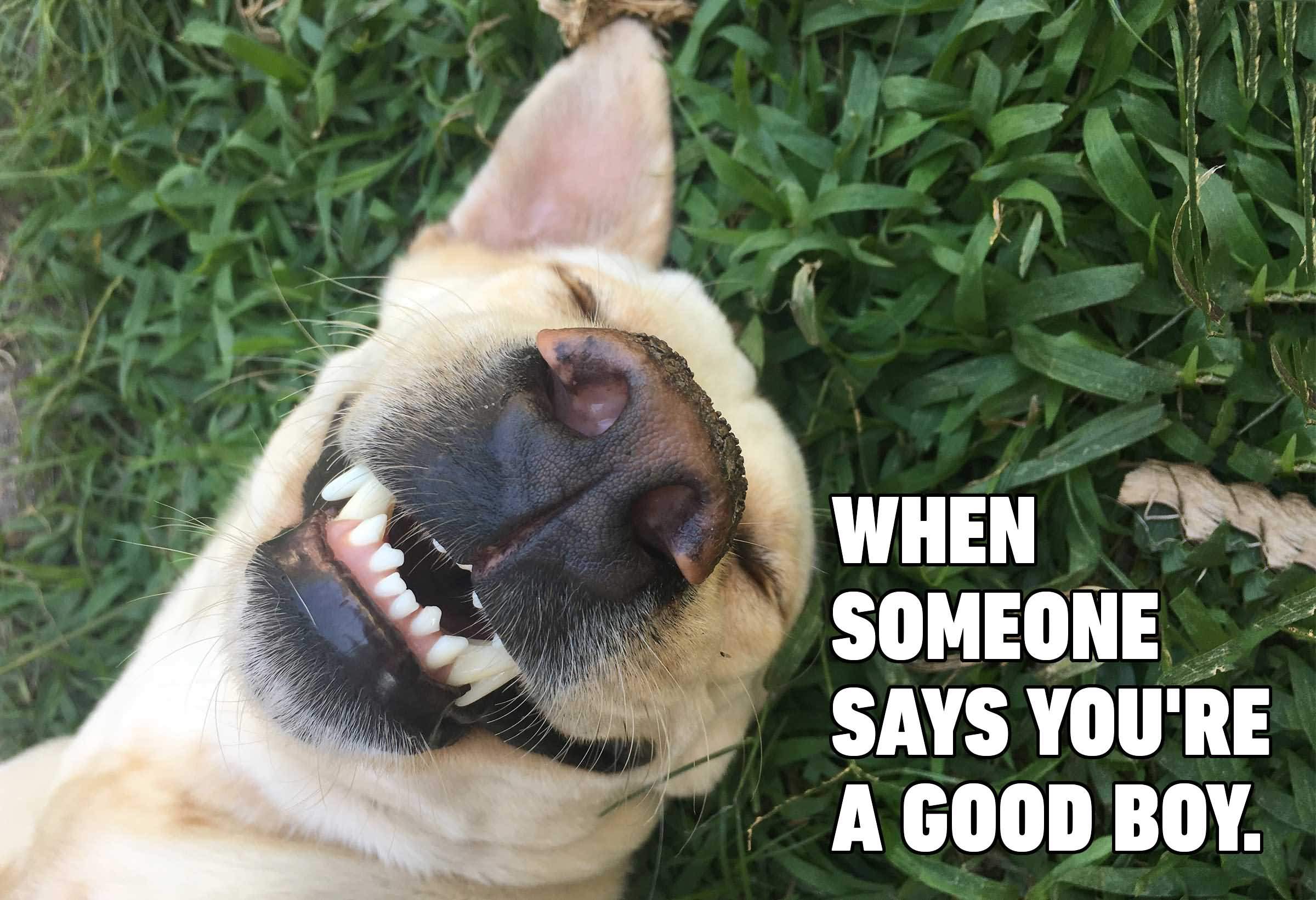 When Someone Says Youre Funny Dog Memes