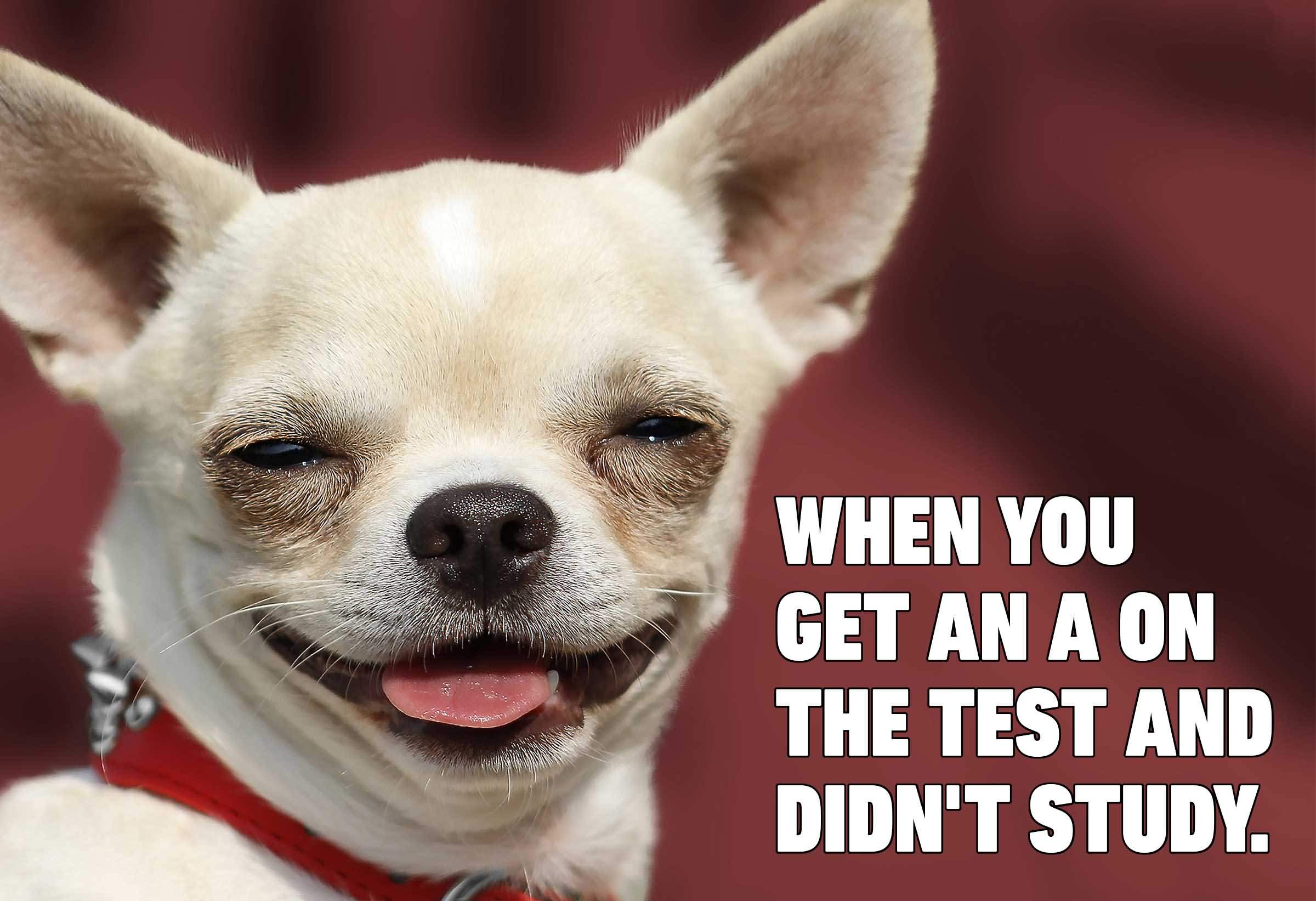 When You Get An A Funny Dog Memes When You Get An A Funny Dog Memes