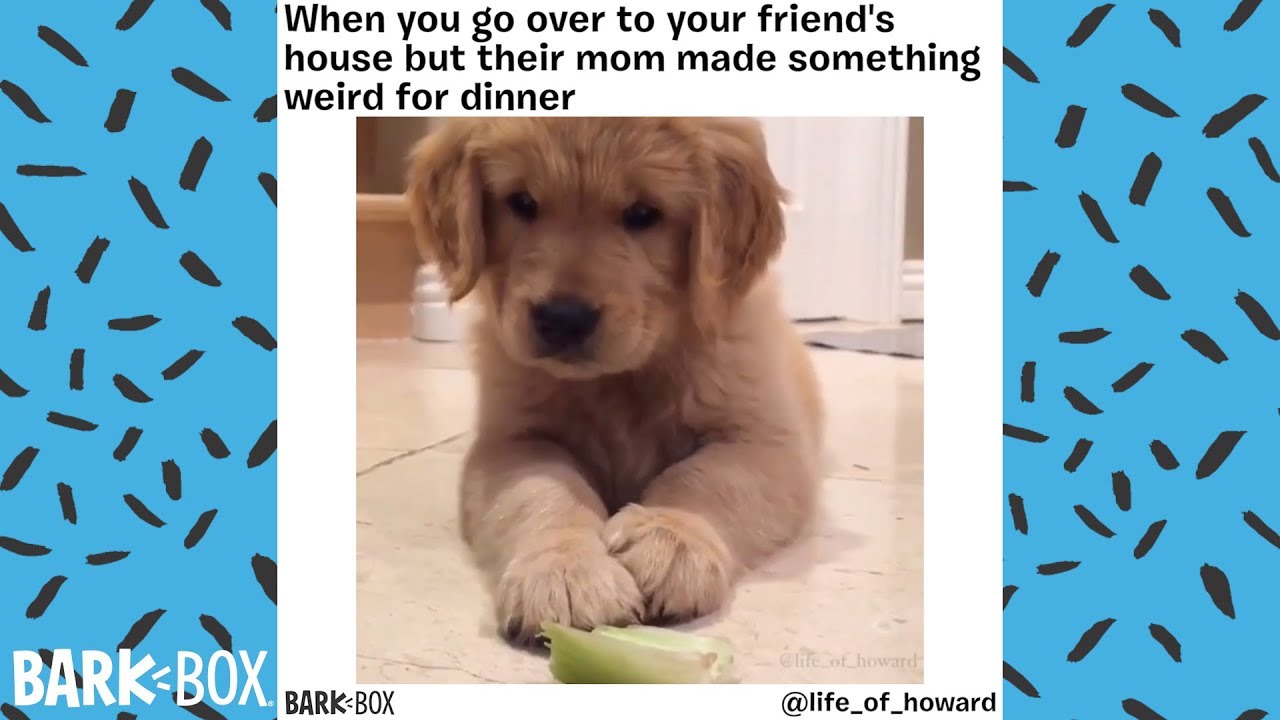 When You Go Over To Your Friend Funny Dog Memes