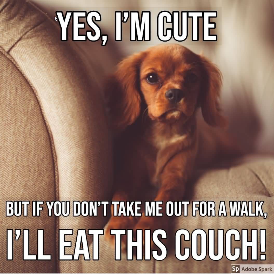Yes Im Cute But If You Funny Dog Memes Yes Im Cute But If You Funny Dog Memes