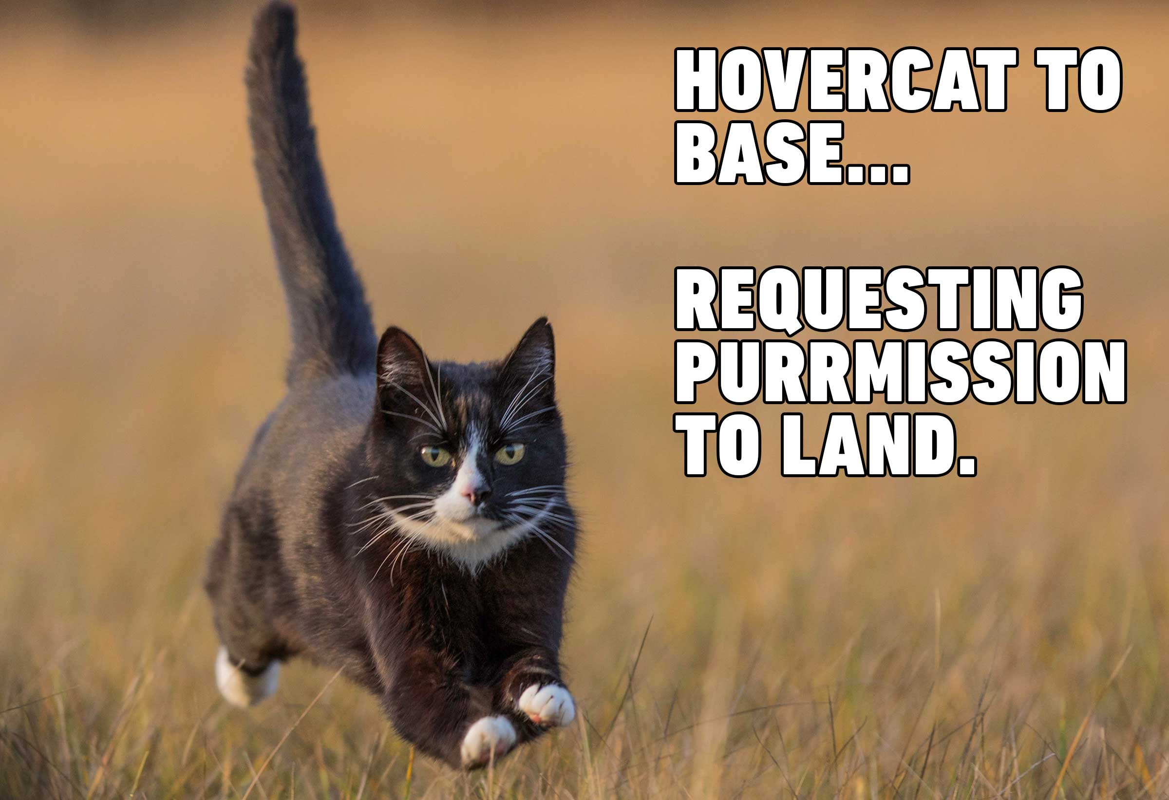 Hovercat To base Requesting Cat memes