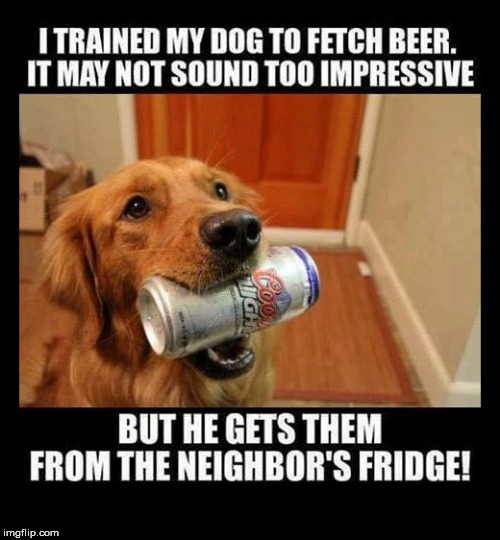 I trained My Dog To Fetch Beer Dog Memes