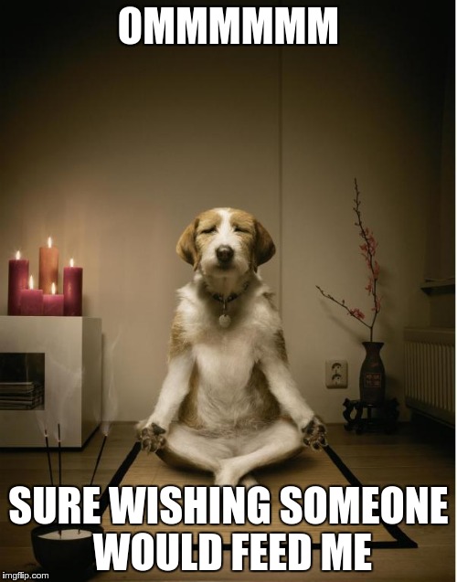 Sure Wishing Someone Would Dog Memes