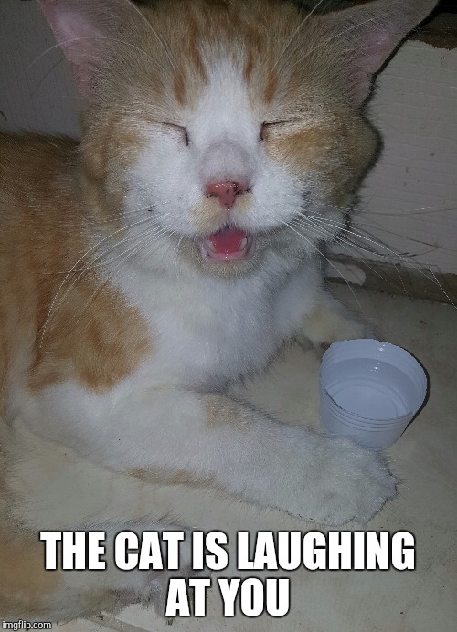 The Cat is Laughing At cat memes
