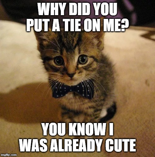 Why Did you Put A Tie Cat Memes