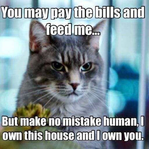You may Pay the Bills and Feed cat memes