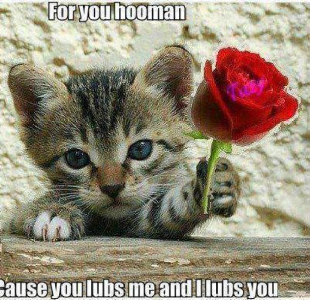 For You Hooman Cause You Lubs I love You Memes