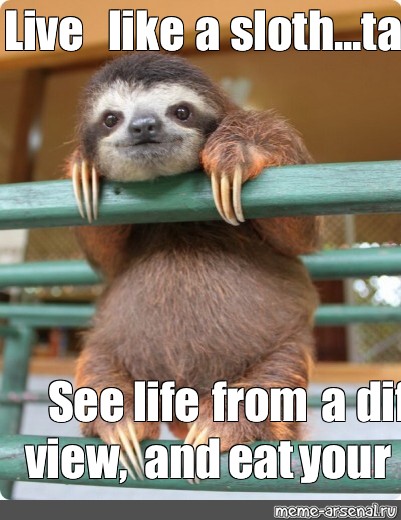 Live Like A Sloth See Life Meme