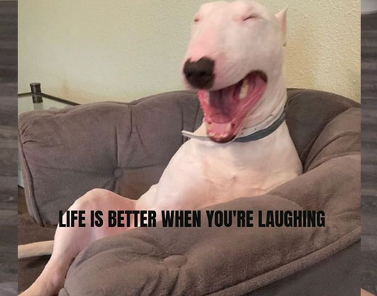 Walter dog meme