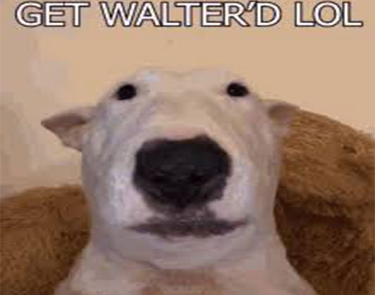 Walter dog meme wallpaper