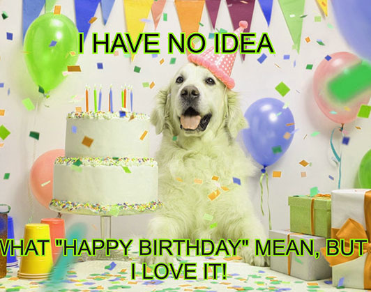 happy birthday dog memes