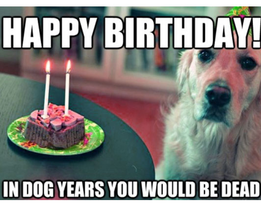 happy birthday dog memes