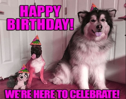 happy birthday dog memes